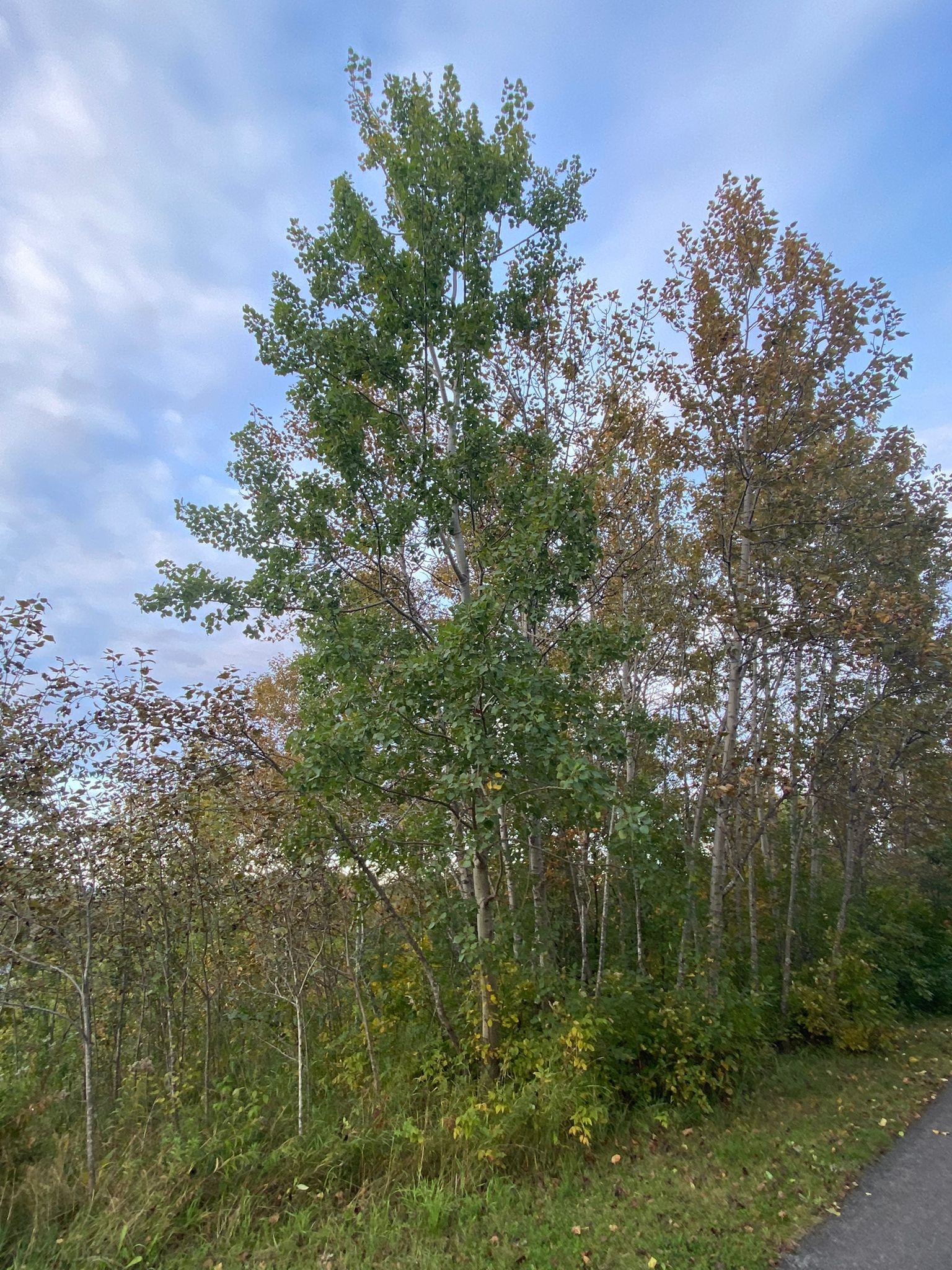 Populus tremuloides